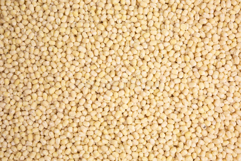 Urad dal stock image. Image of dried, ingredient, protein 213877123