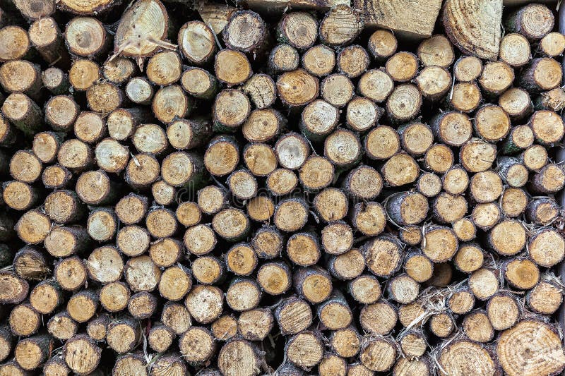 Background of Dry Chopped Firewood Logs in a Pile Stock Photo Image