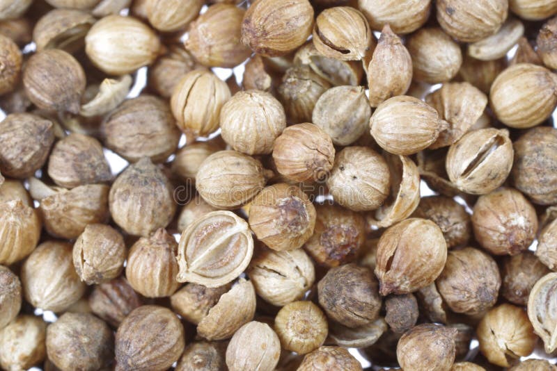 Dry coriander seeds stock image. Image of coriandrum 108325115
