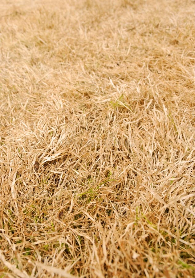 Background of dry grass stock photo. Image of tangled 19606552