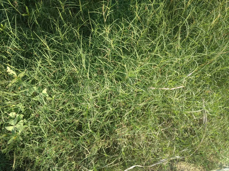 Durva Grass Stock Photos - Free & Royalty-Free Stock Photos from Dreamstime