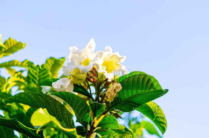 Easter Lily Vine stock photo. Image of beautiful, bloom 159818760