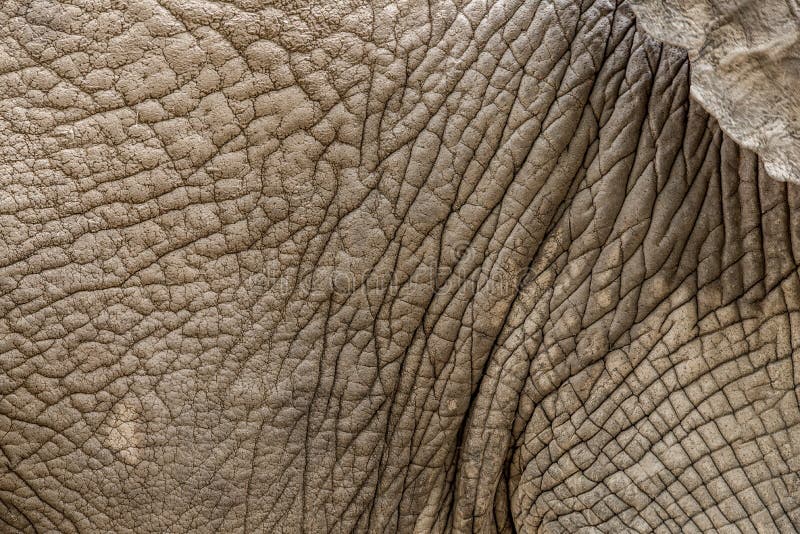 Background Elephant skin texture.