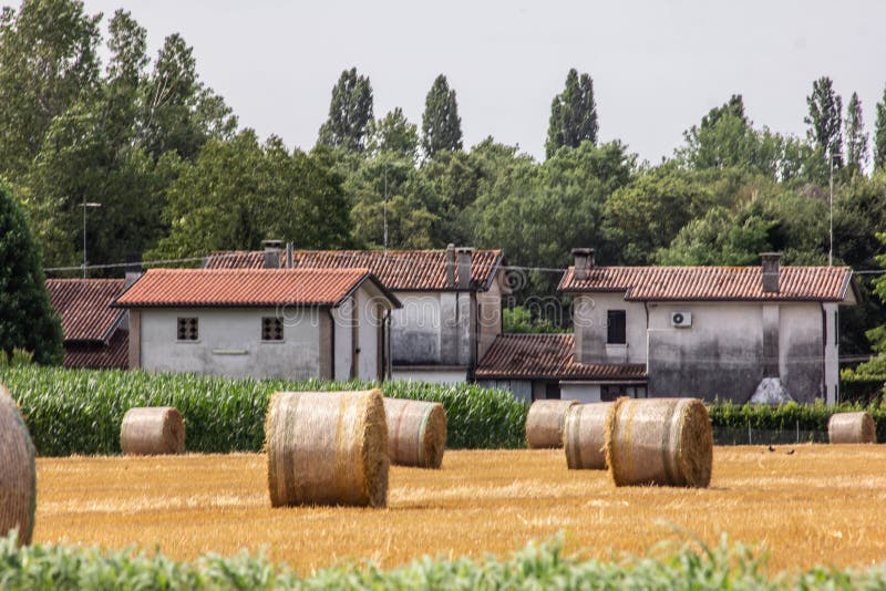 Background. farm with cultivated land and hay harvest in golden bales. stock photo Background. farm with cultivated land and hay harvest in golden bales. stock photo