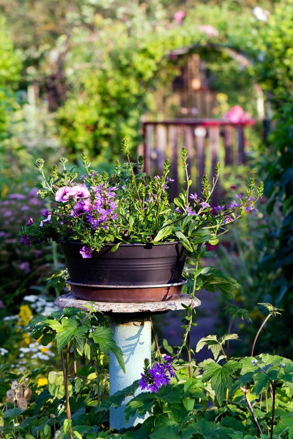 Background from flowers blossoming in a Garden