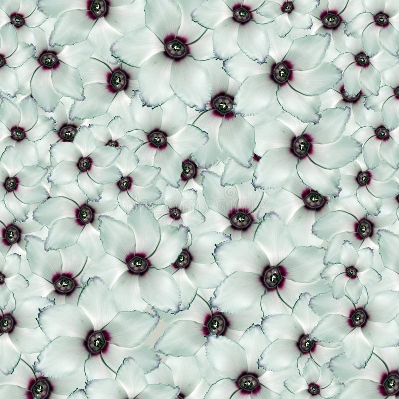 Background from flowers of a cyclamen royalty free stock image Background from flowers of a cyclamen royalty free stock image