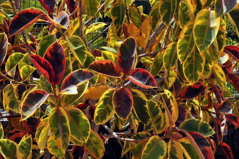 Background of foliage of croton plant. (Codiaeum variegatum royalty free stock image