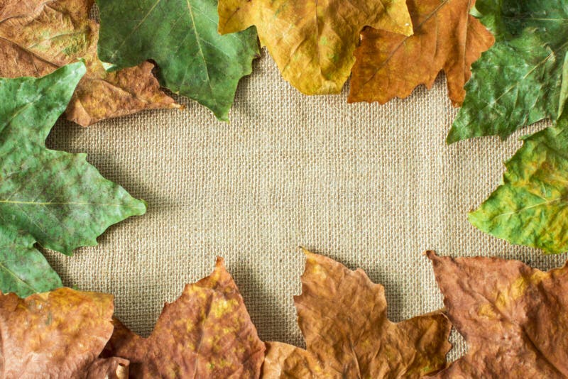 Background frame of old dirty wet leaves. Autumn concept. royalty free stock images