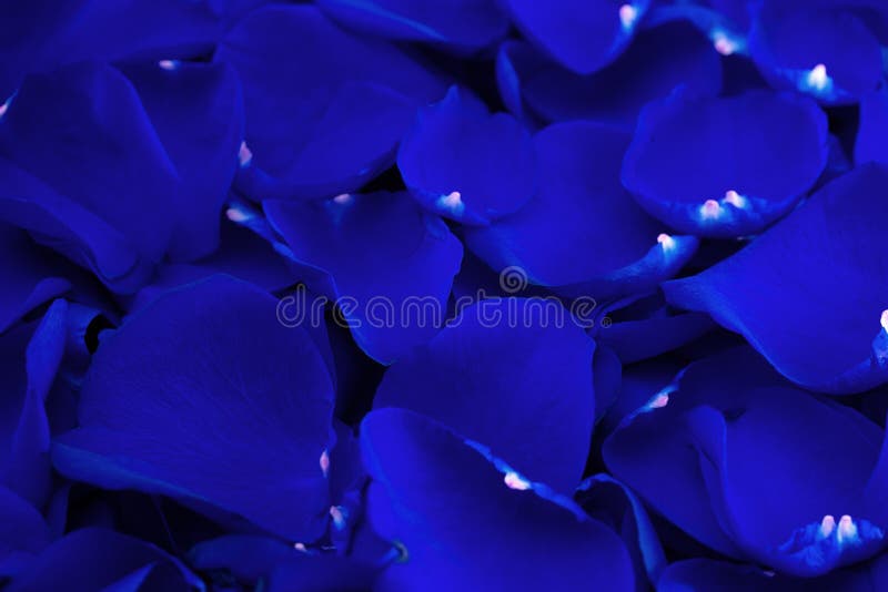 Royal Blue Silk Petals Bulk Rose Petals Blue Wedding Petals for