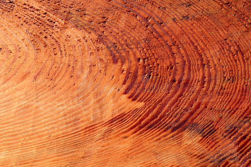 Background of Fresh Cut Wood, Top View Stock Image Image of earth