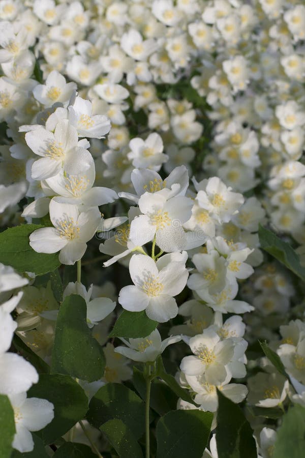Background from Fresh Fragrant White Jasmine Flowers Stock Image Image of closeup, nature