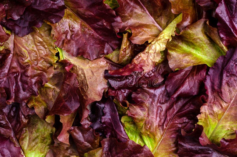 Background of Fresh Purple Lettuce Leaves Stock Photo Image of