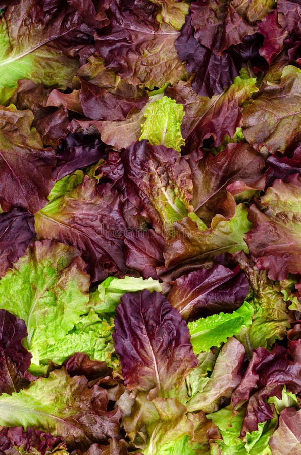 Background of Fresh Purple Lettuce Leaves Stock Photo Image of lollo