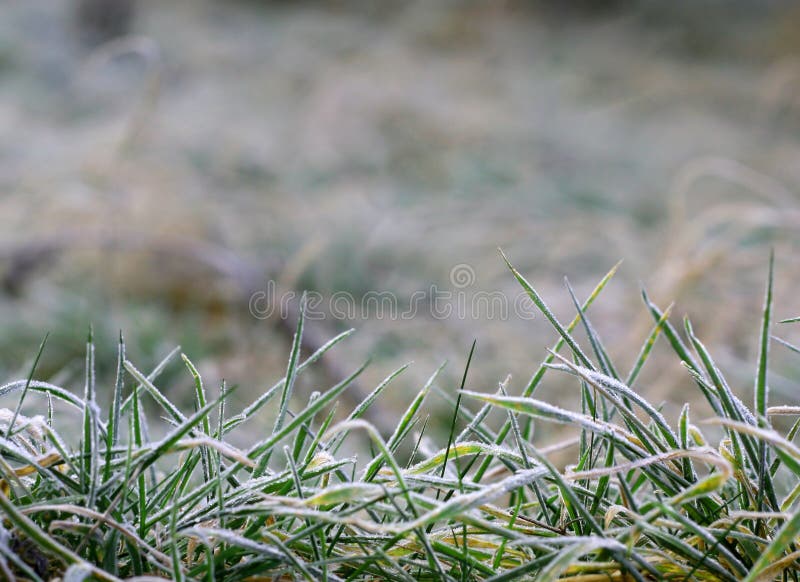 Background of frosty grass