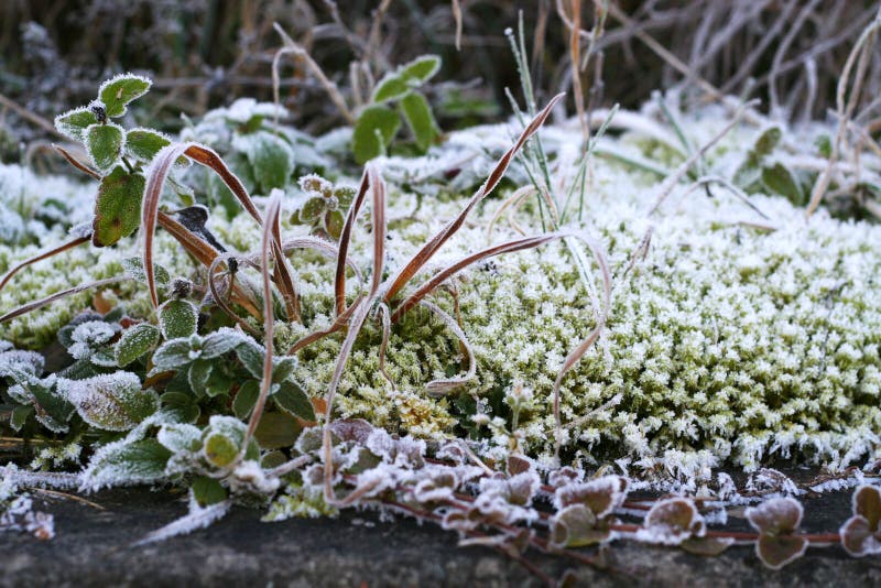 Background of frosty grass