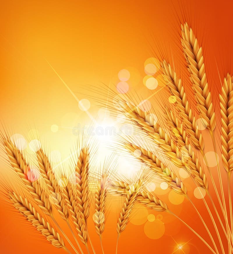background with gold ears of wheat and sunrays