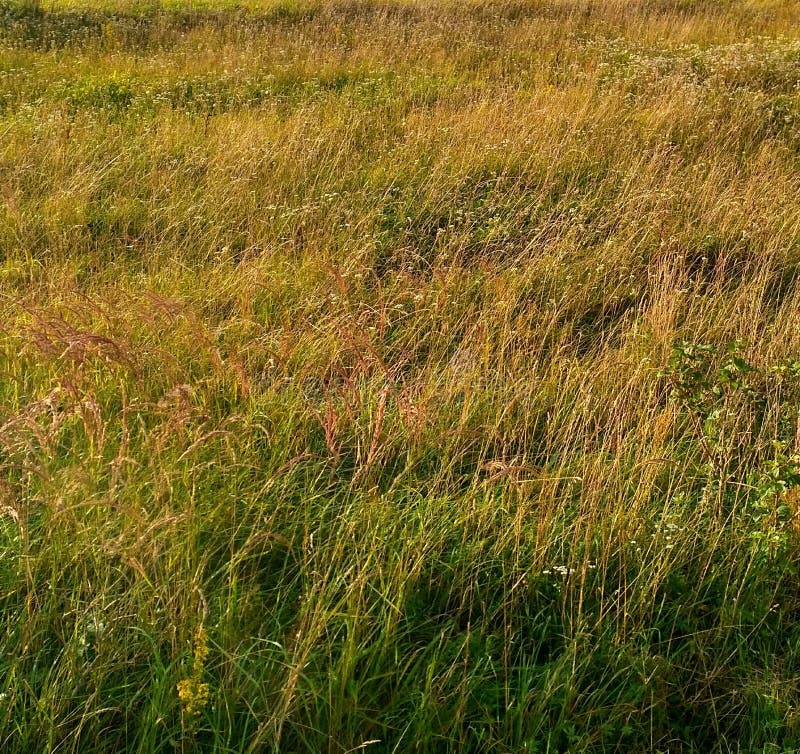Background Grass. Yellow Green. Stock Photo Image of fieldngrass, yellow 103660222