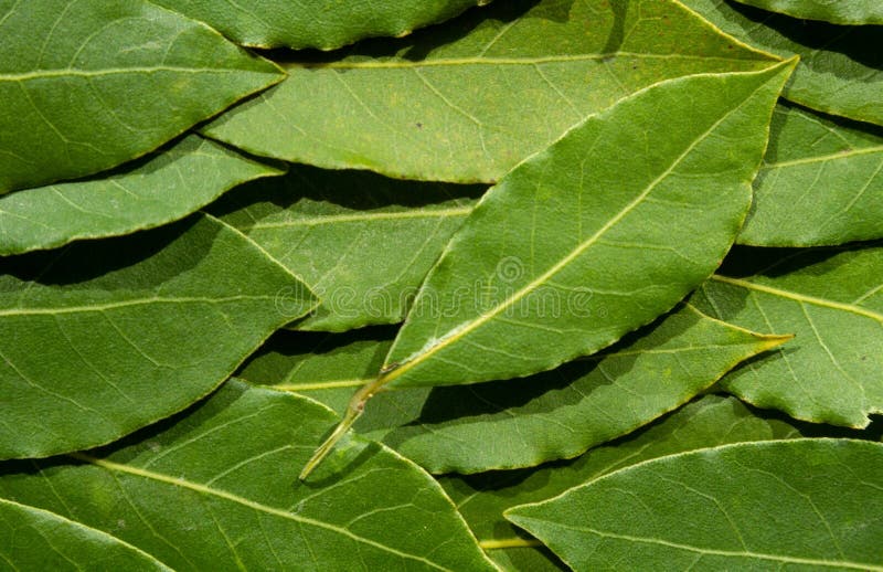 Background from Green Bay Tree Leaves Stock Image Image of herb