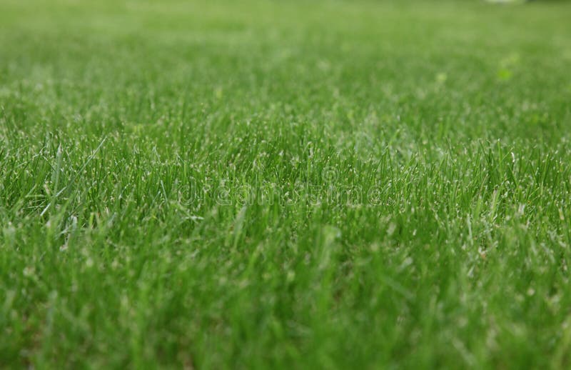 Background (green grass)