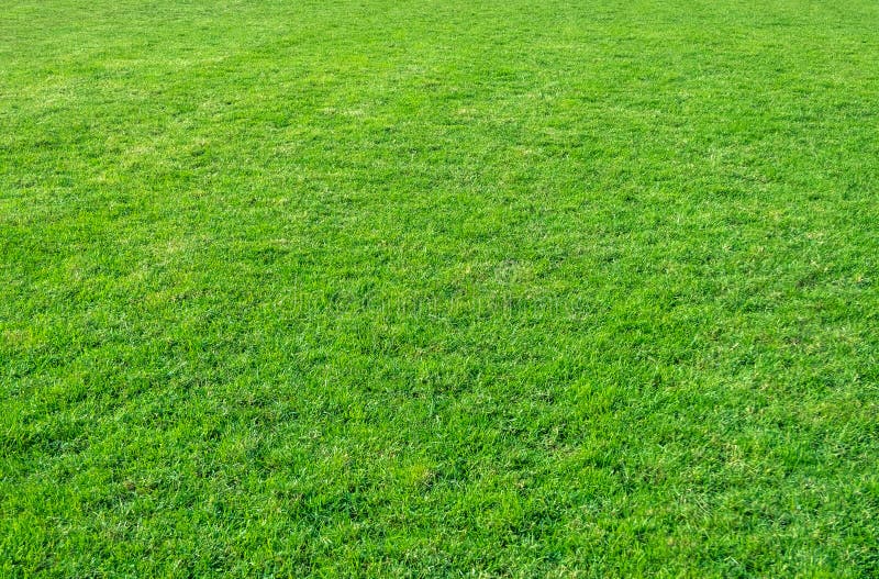 Background of green grass field. Green grass pattern and texture royalty free stock images