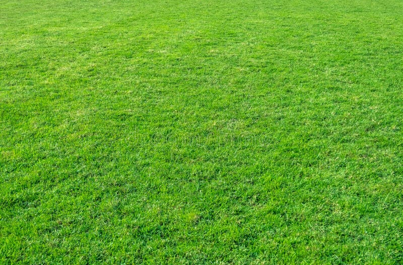 Background of green grass field. Green grass pattern and texture. Green lawn background