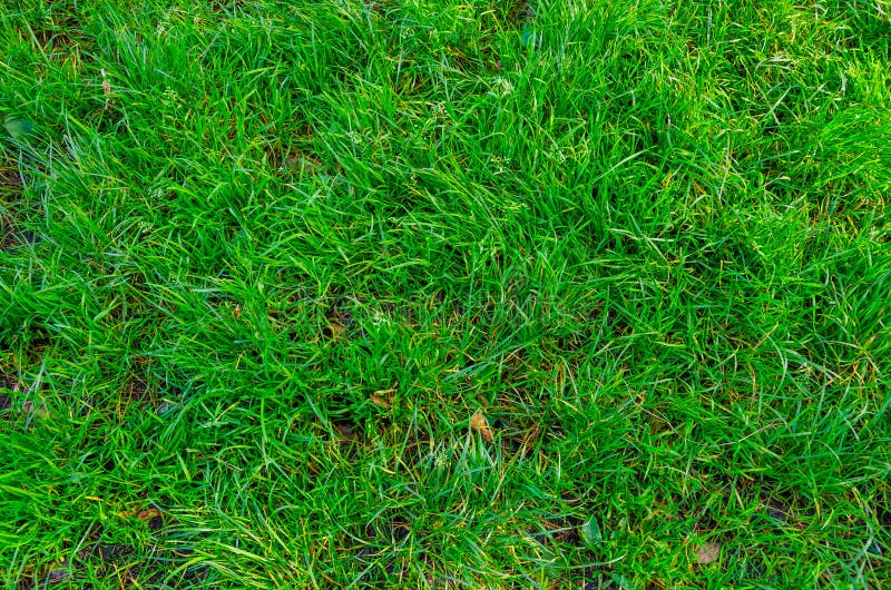 Background Green Grass. Natural Dense Grass in the Forest Stock Photo