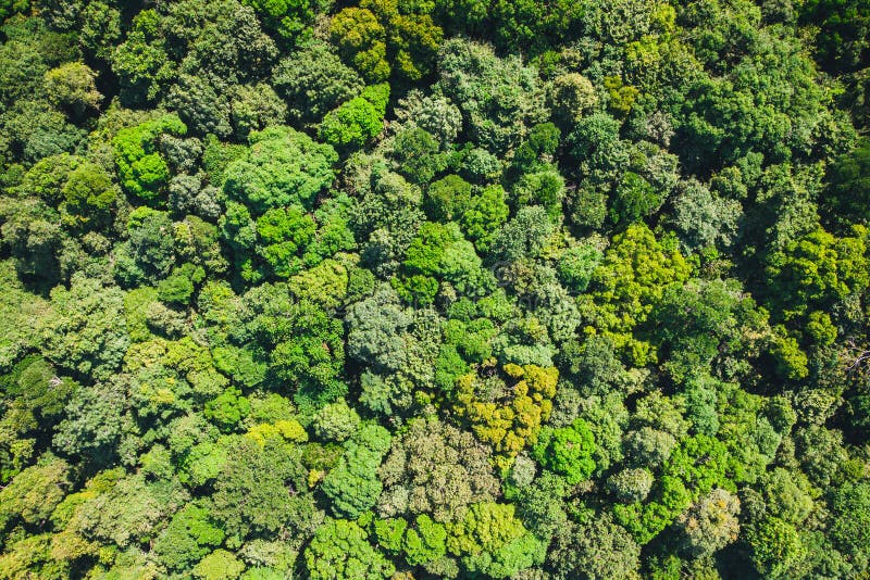 Background is Green from Jungle or Rainforest. Aerial Top View Forest, Forest View from Above Stock - Image of tree: 148521855