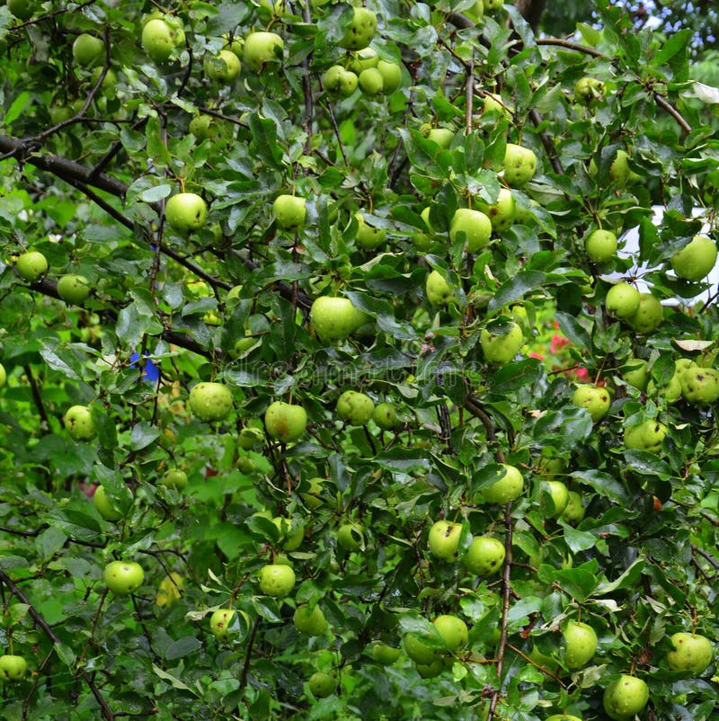 Background And Green Landscape. Apples In An Apple Tree In ...