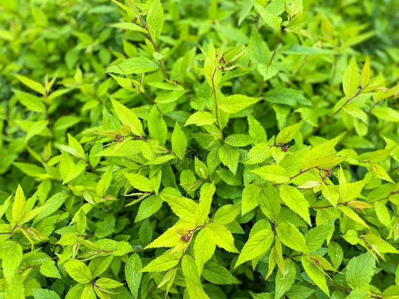 Background from green leaves of a bush. stock images