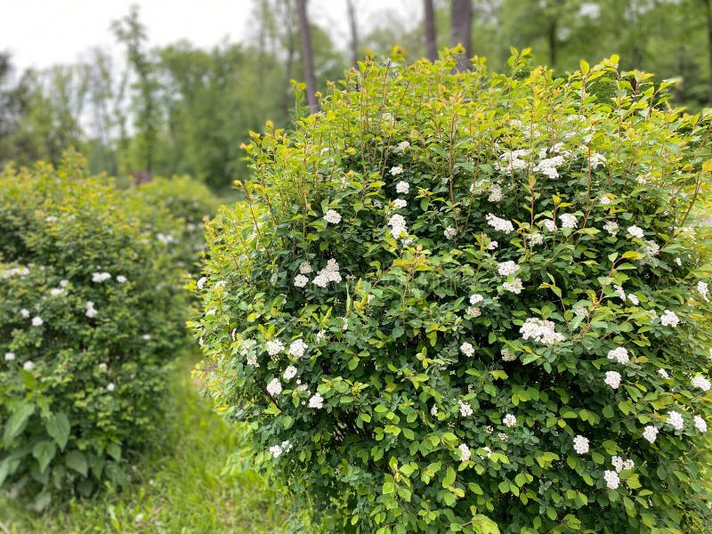 Background from green leaves of a bush. royalty free stock images