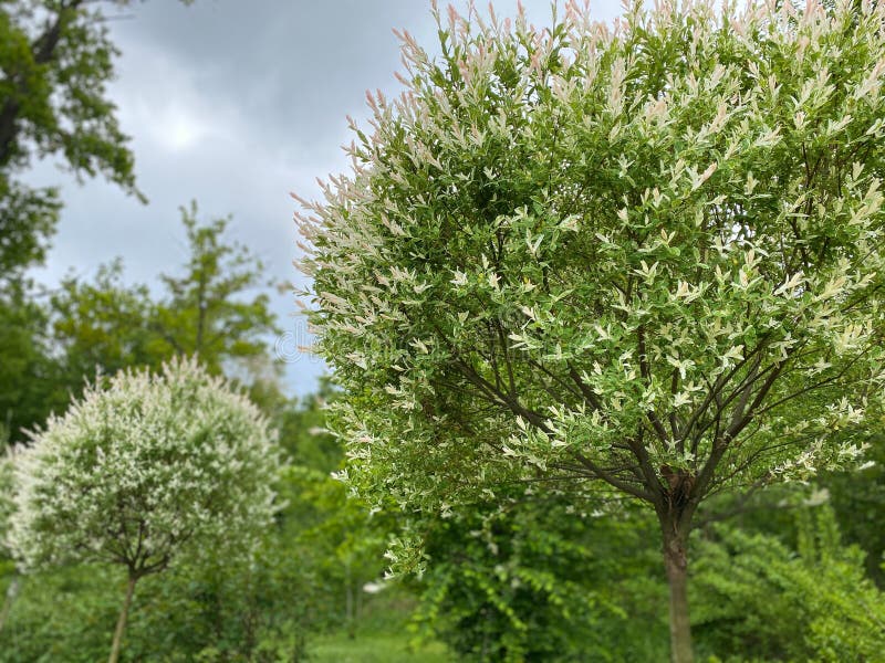 Background from green leaves of a bush. stock images