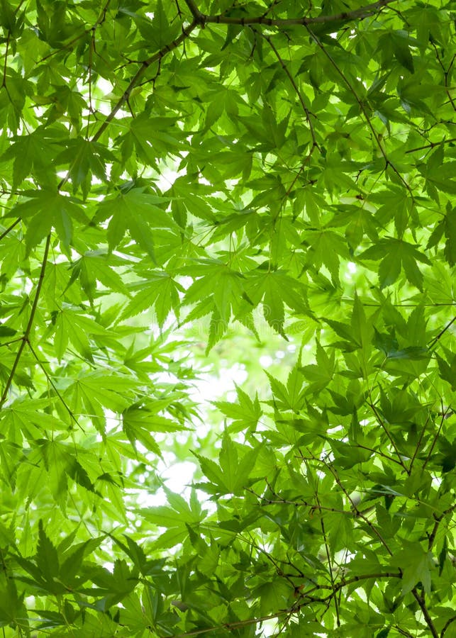 Background of Green Leaves of Japanese Maple Tree Canopy Overhead