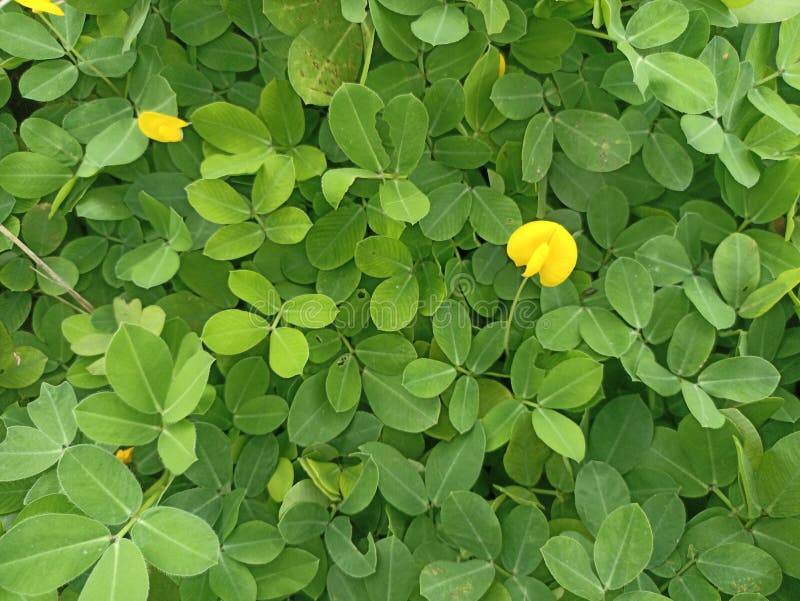 Pinto bean plants have beautiful green leaves interspersed with yellow flowers. Background Green leaves of Pinto Beans