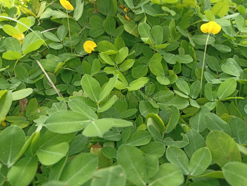 Pinto bean plants have beautiful green leaves interspersed with yellow flowers. Background Green leaves of Pinto Beans