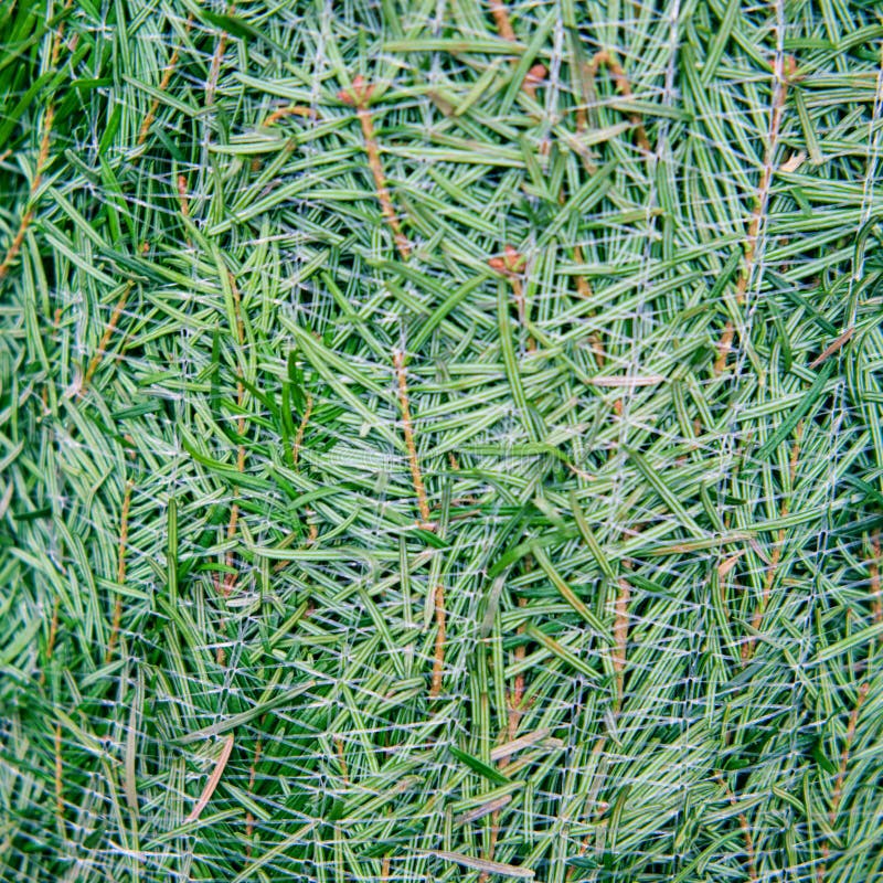 Background of Green Needles of a Christmas Tree in a Store Grid