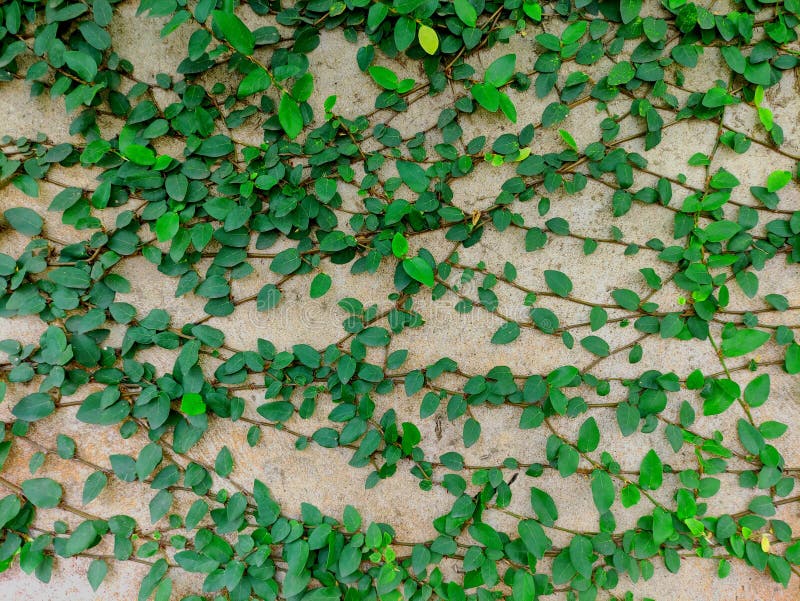 Background of Green Plants Vines on the Wall Stock Image Image of