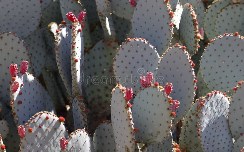 Background green prickly pear cactus with pink unopened flower buds. stock photo Background green prickly pear cactus with pink unopened flower buds. stock photo