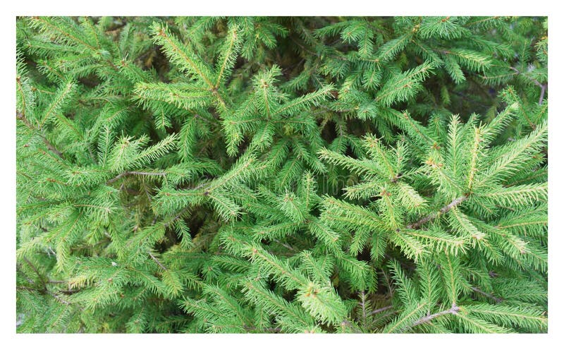 Background. Green spruce branches. The photo. stock photos