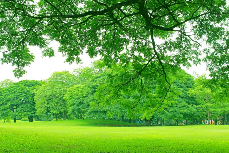 Background with Green Trees in Park Stock Image - Image of leaf ...