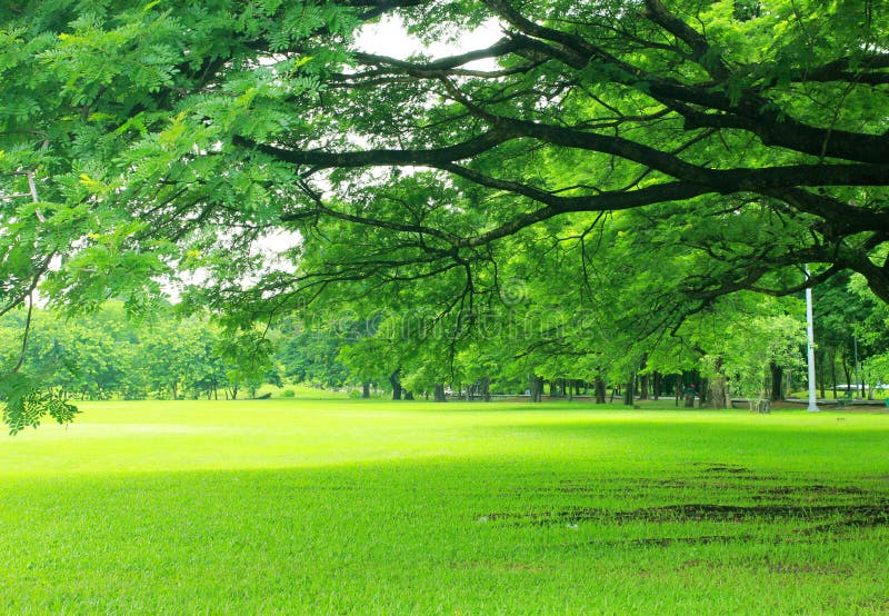 Background with Green Trees in Park Stock Image - Image of scenery,  greenery: 32269425