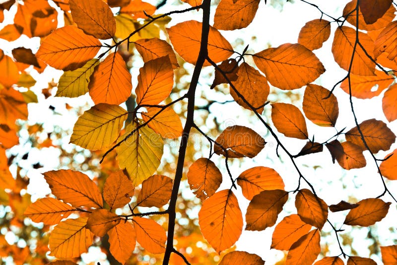 Background group autumn orange leaves. Outdoor