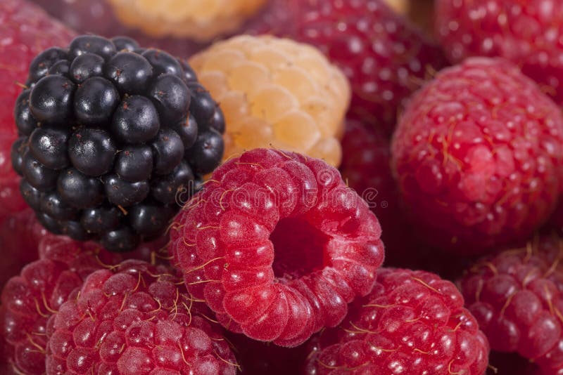 Background of group of colorful raspberries macro stock image
