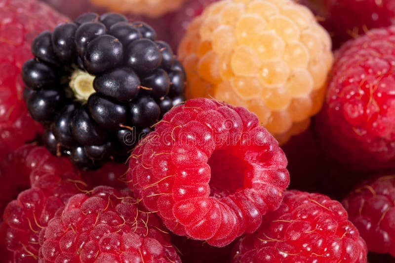 Background of group of colorful raspberries macro royalty free stock photography