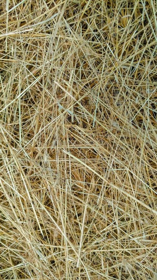 Background. Hay, Mown Grass. Close-up Stock Photo - Image of grass