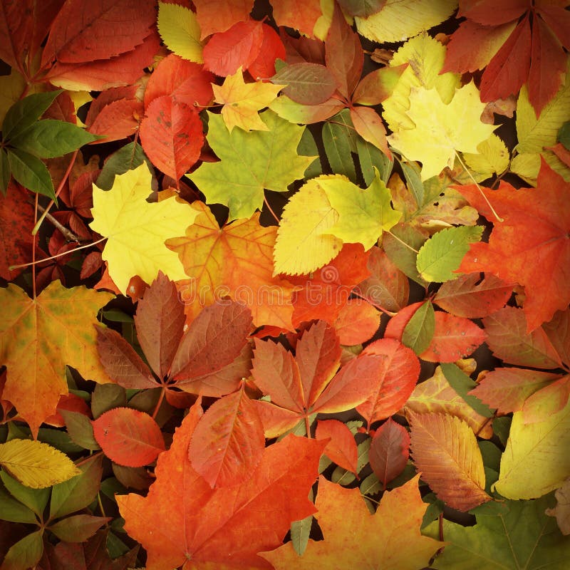 Background image with fallen autumn leaves