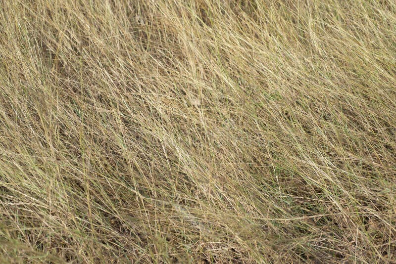 The background image of the grassland in the season stock photos