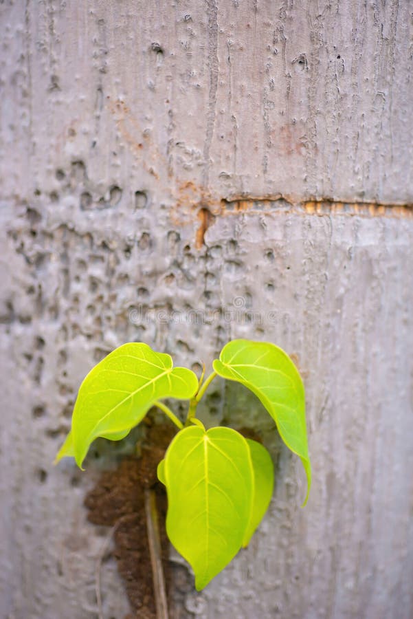 The background image of a plant with a germinating tree stock photography