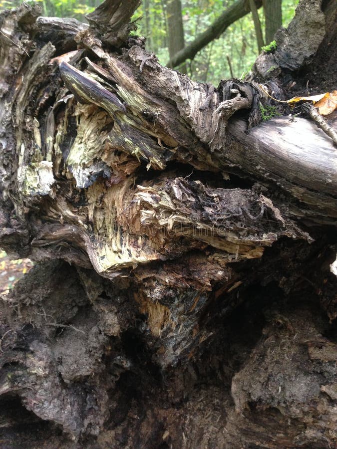 Background Image of Tree Bark and Roots. the Terrible Face of a Monster