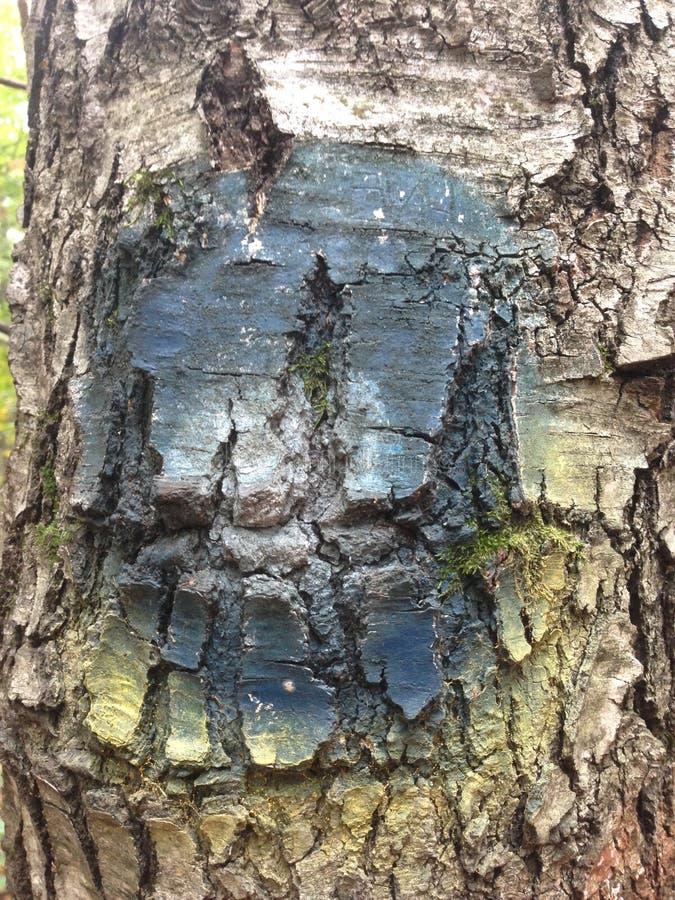 Background Image of Tree Bark and Roots. the Terrible Face of a Monster