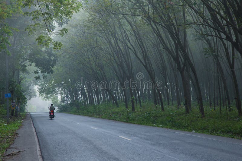 Background image tree planting rubber tree By road in Thailand royalty free stock photography